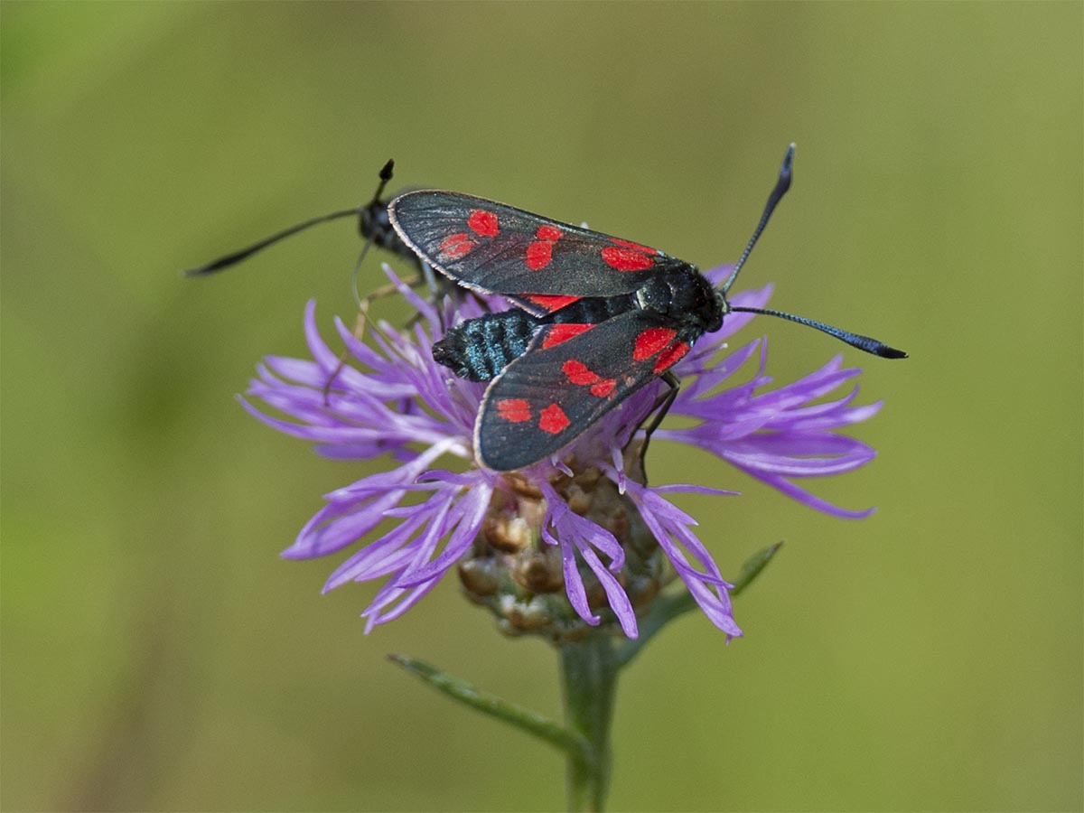 Zygaena filipendulae